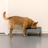 image:imageIRIS USA Elevated Dog Bowls Adjustable Stand Raised Feeding Station with Removable Double Food and Water Bowls Easy Clean Design Indoor Pet Feeding System for Small to Large Dogs GrayDog Feeding Station Pack of 2